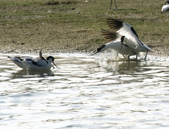 avocettes avant accouplement